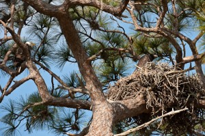 Male American Bald Eagle watching over nest with 2 chicks