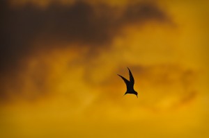 Least Tern Preparing to dive into the water