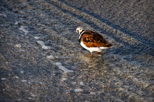 Ruddy Turnstone in Rippling Wave