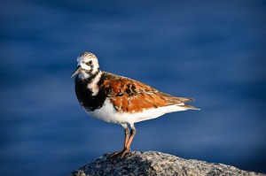 Ruddy Turnstone on a rock