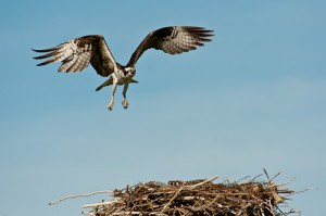 Female Osprey landing on nest