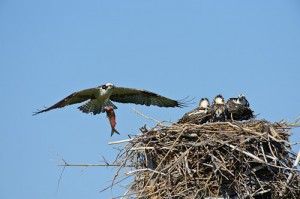 Feeding Time