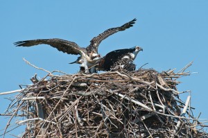 Osprey Chick Stretching its Wings