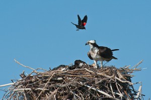 Osprey Being Harassed by Red Winged Black Bird