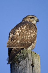 Red Tailed Hawk atop Utility Pole