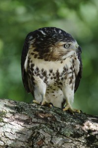 Red Tailed Hawk Eyeing a Squirrel