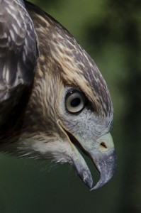 Red Tailed Hawk Portrait