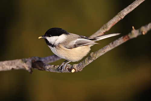 First Bird Images From Effortless Bird Feeder Vincent