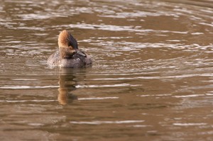 Hooded Merganser Female