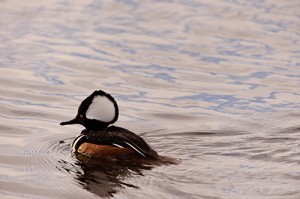 Hooded Merganser Male