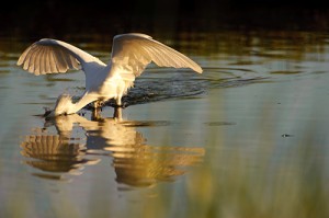 Snowy Egret Swoop