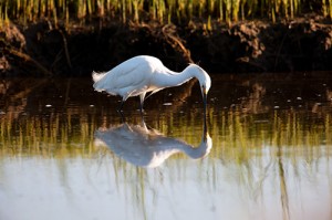 Symmetrical Snowy Egret