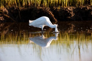 Snowy Egret Plunge