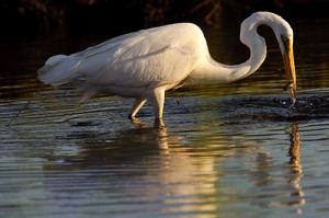 Great Egret with Fish