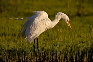 Great Egret at Sunrise