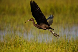 Glossy Ibis in Flight