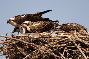 Osprey Chick with Mouthful of Fish