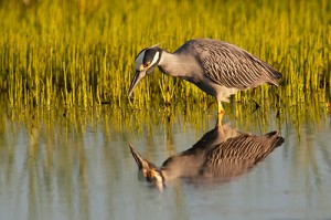 Yellow Crowned Night Heron Eyeing Breakfast