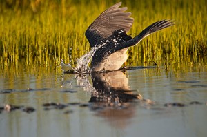 Yellow Crowned Night Heron Plunge