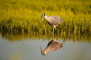 Yellow Crowned Night Heron in Front of Grass