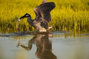 Yellow Crowned Night Heron with Crab Breakfast