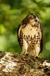 Red Tailed Hawk keeping an eye on me