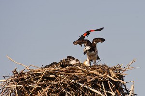Red Winged Blackbird Sneaks up on Momma Osprey