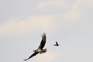 Red Winged Blackbird in Pursuit of Osprey