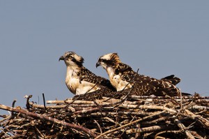 Osprey Chicks Waiting for Mother to Return