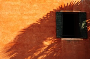 Palm Tree Shade