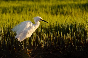 Snowy Egret in Breeding Plumage