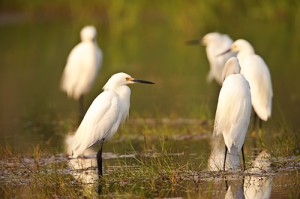 Snowy Egret Party