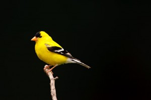 American Goldfinch