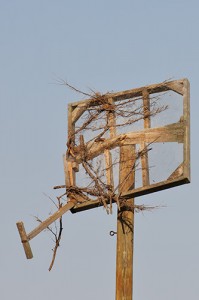 Osprey Nest Destroyed by Hurricane Irene