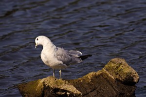 Ring Billed Gull