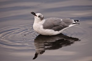 Laughing Gull