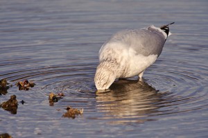 Herring Gull