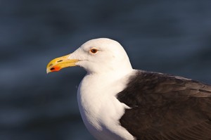 Great Black Backed Gull Portrait