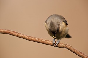 Tufted Titmouse Working Over a Seed
