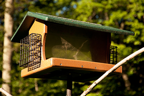 BIRDFEEDERS_00097 copy