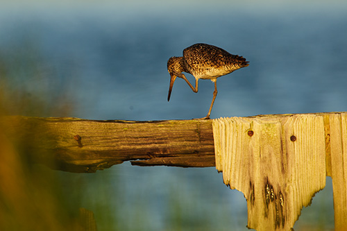 Willet Itch