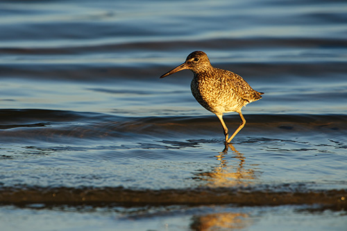 Willet Foraging