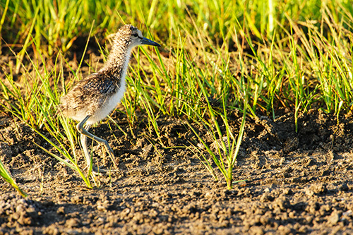 Willet Chick