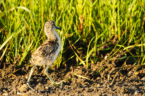 Willet Chick going to hide