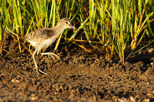 Willet Chick on the move