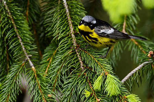 Magnolia Warbler, Male