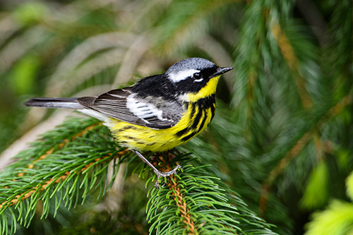 Magnolia Warbler, Male