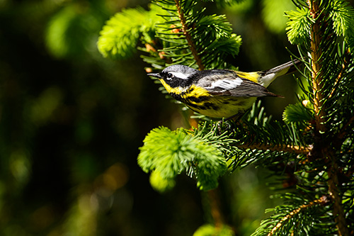 Magnolia Warbler, Male