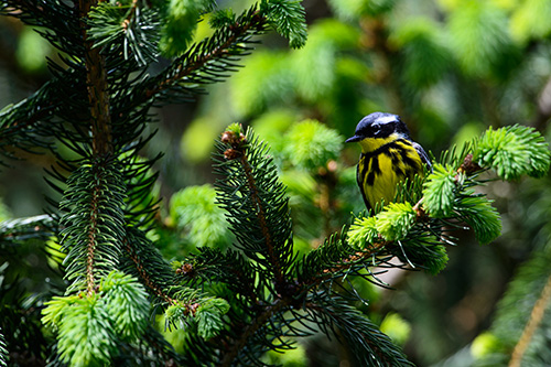 Magnolia Warbler, Male