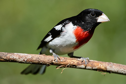 Red Breasted Grosbeak